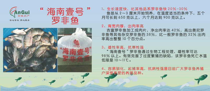 海南壹号罗非鱼.jpg